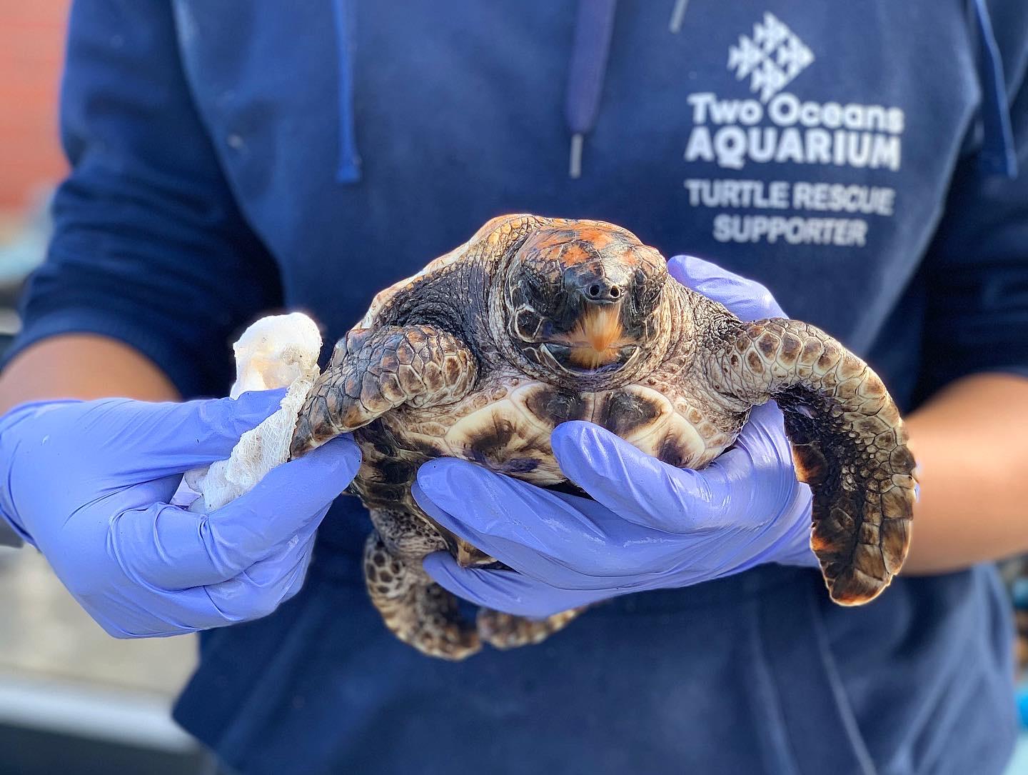 TURTLES OF THE TWO OCEANS
