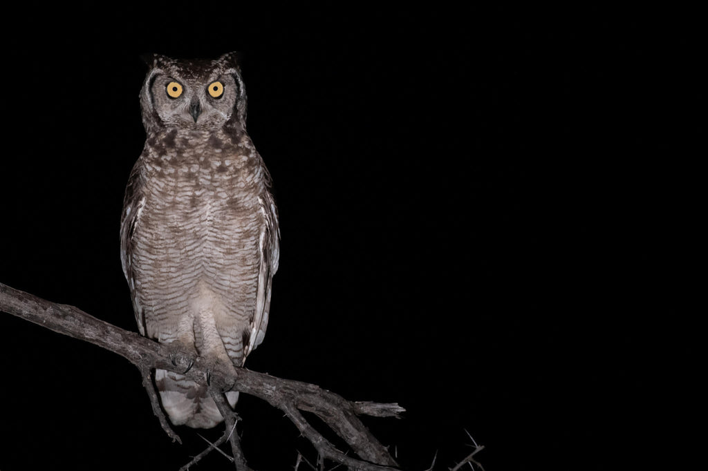 Birding gallery image 12