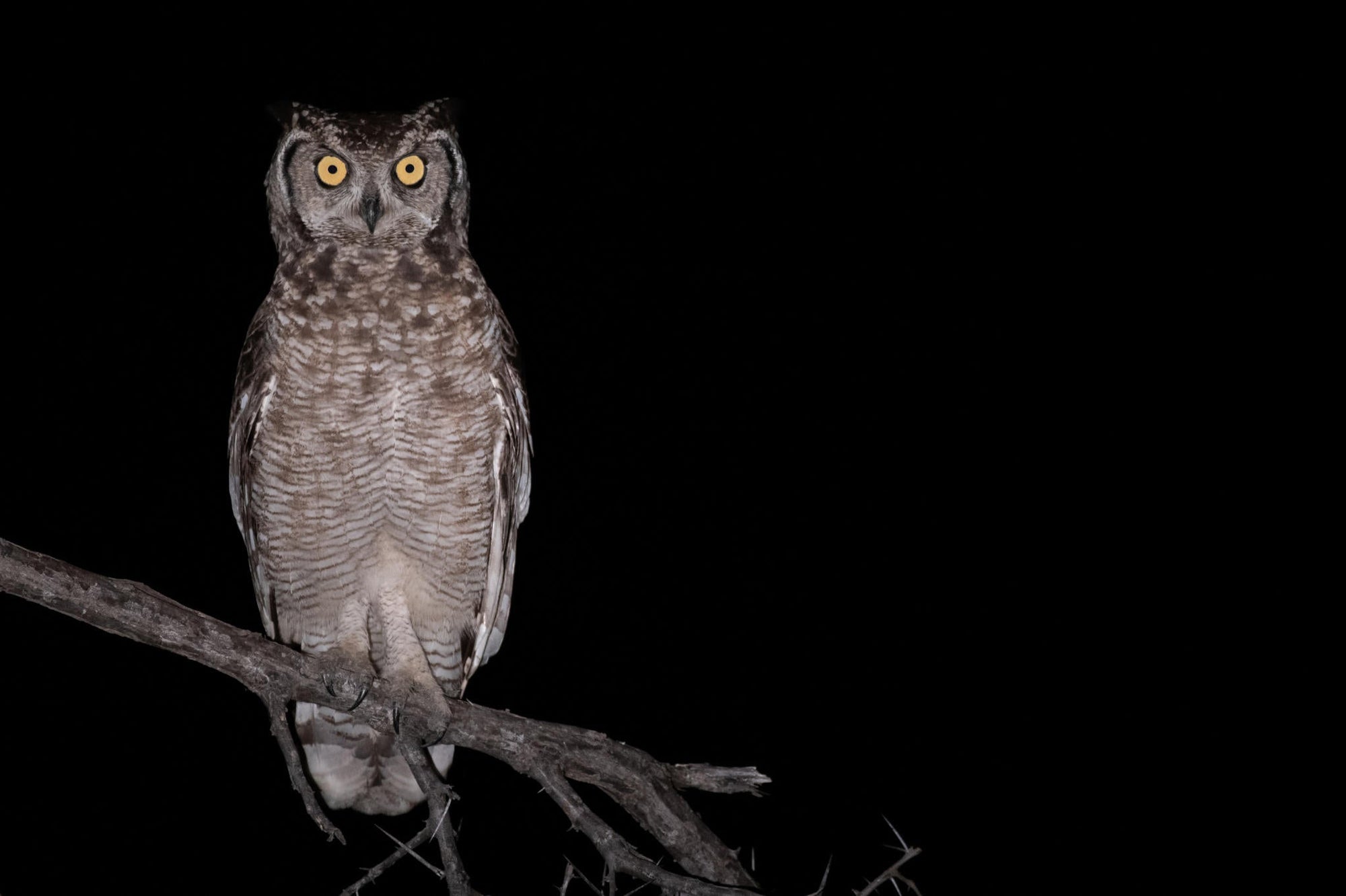 Birding gallery image 12