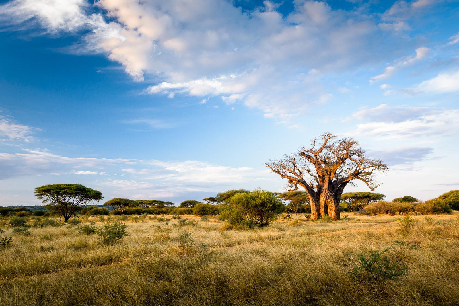 Game drives