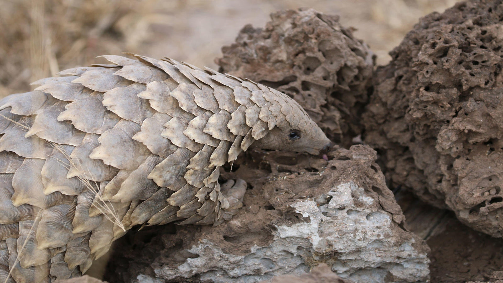 Pangolin Conservation Experience (additional cost)