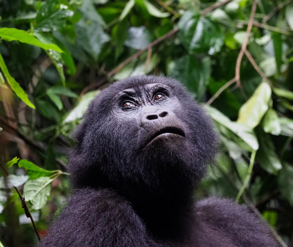 Gorilla Tracking gallery image 2