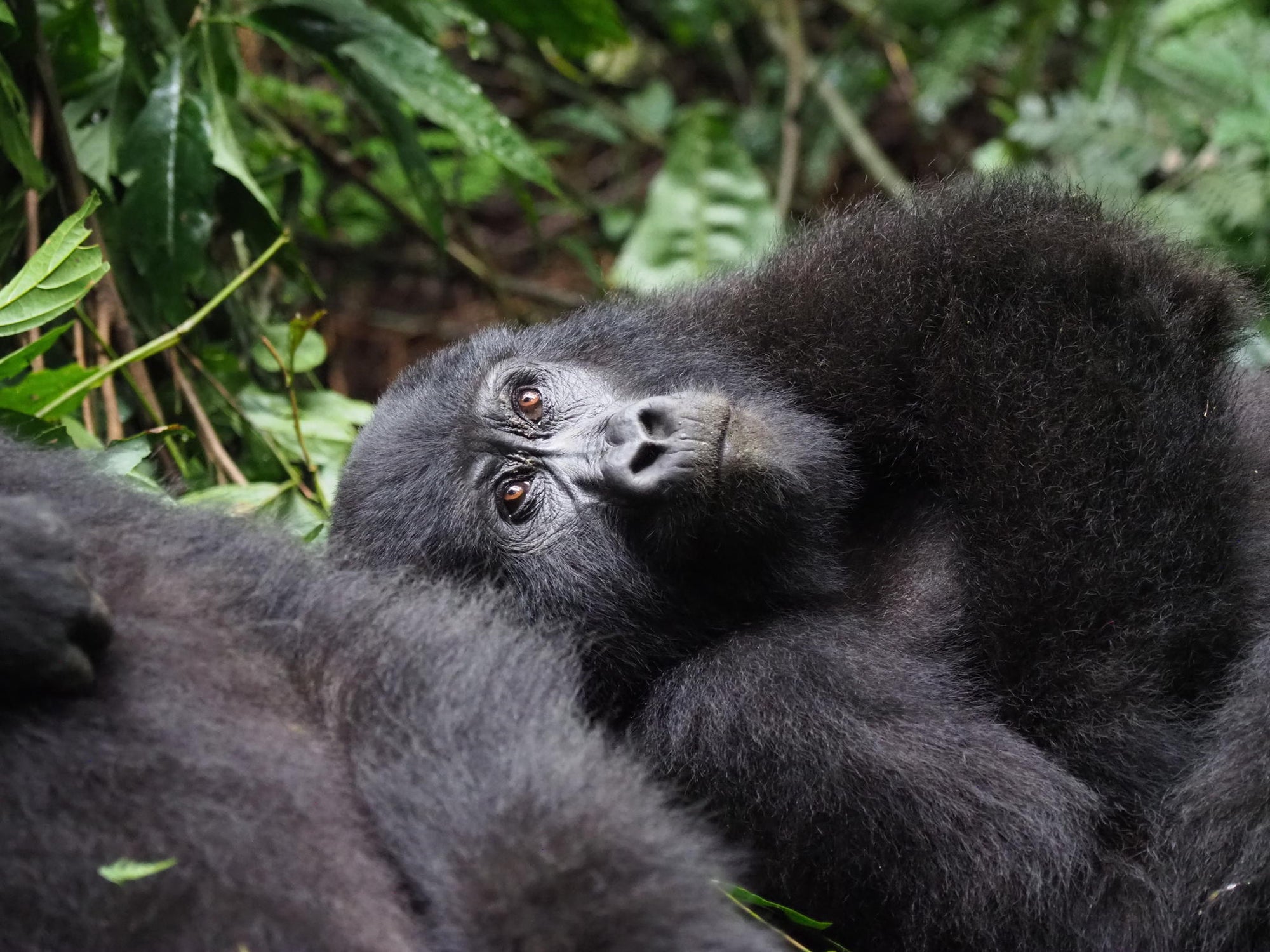 Gorilla Tracking gallery image 3