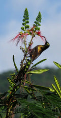 Bird Watching gallery image 1