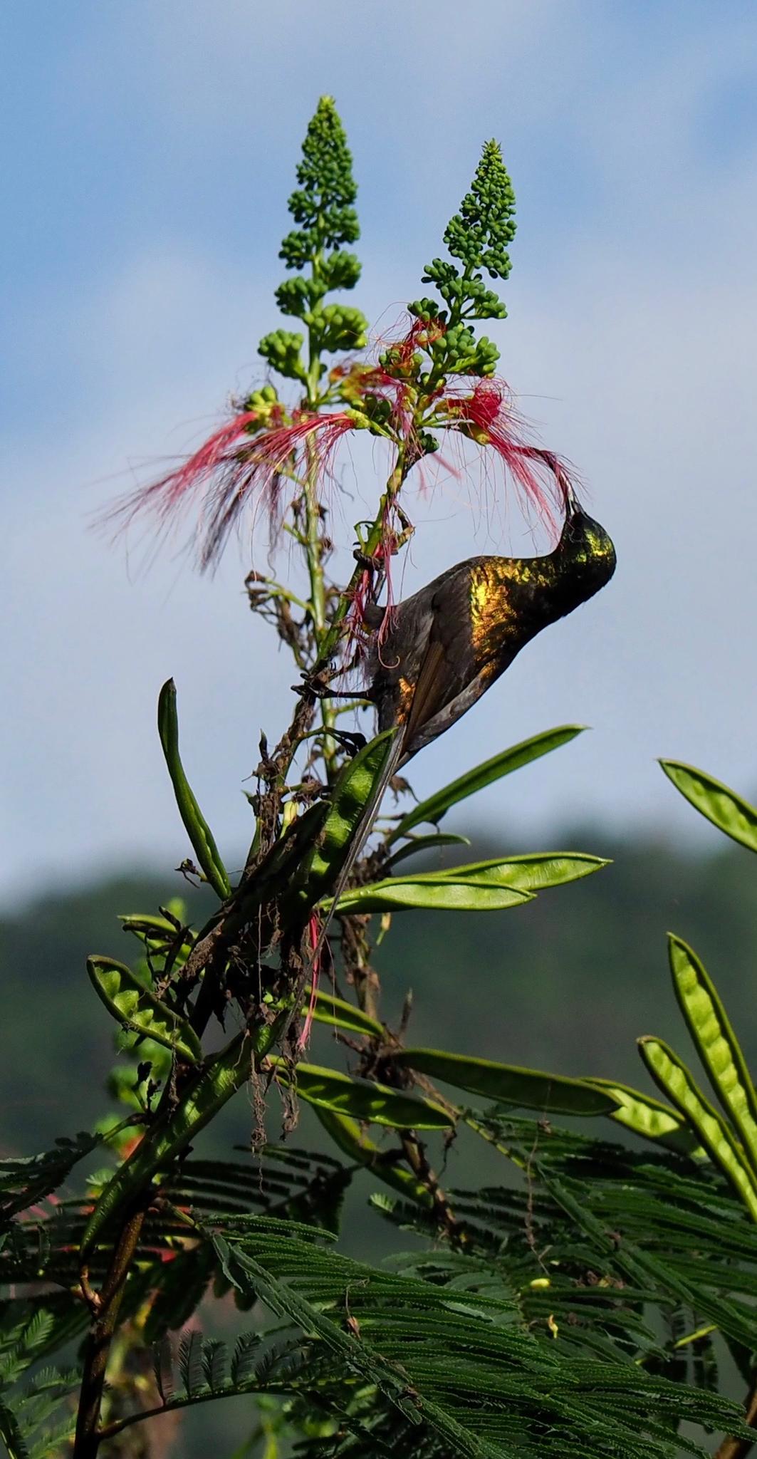 Bird Watching