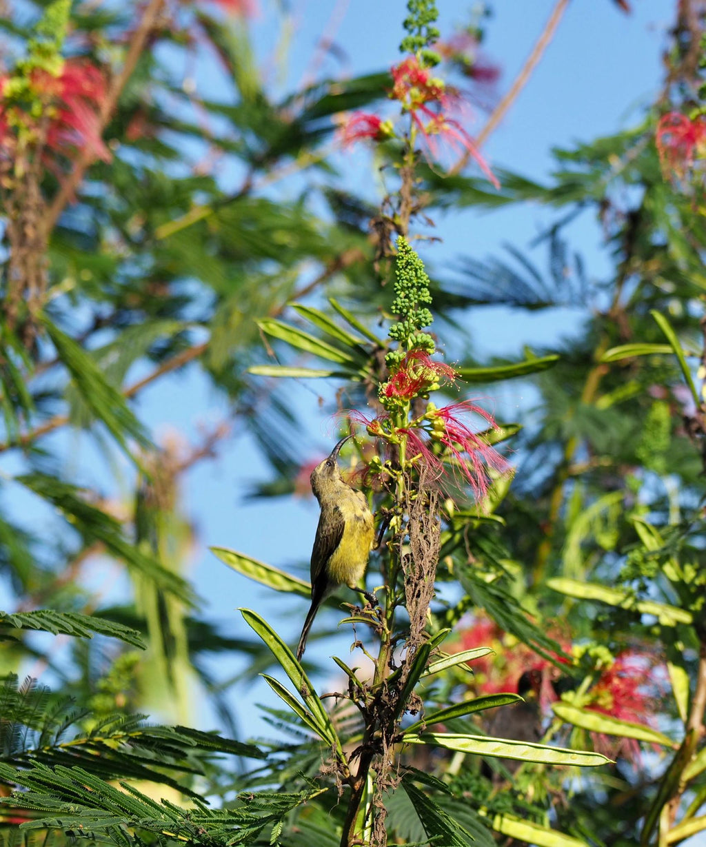 Bird Watching gallery image 4