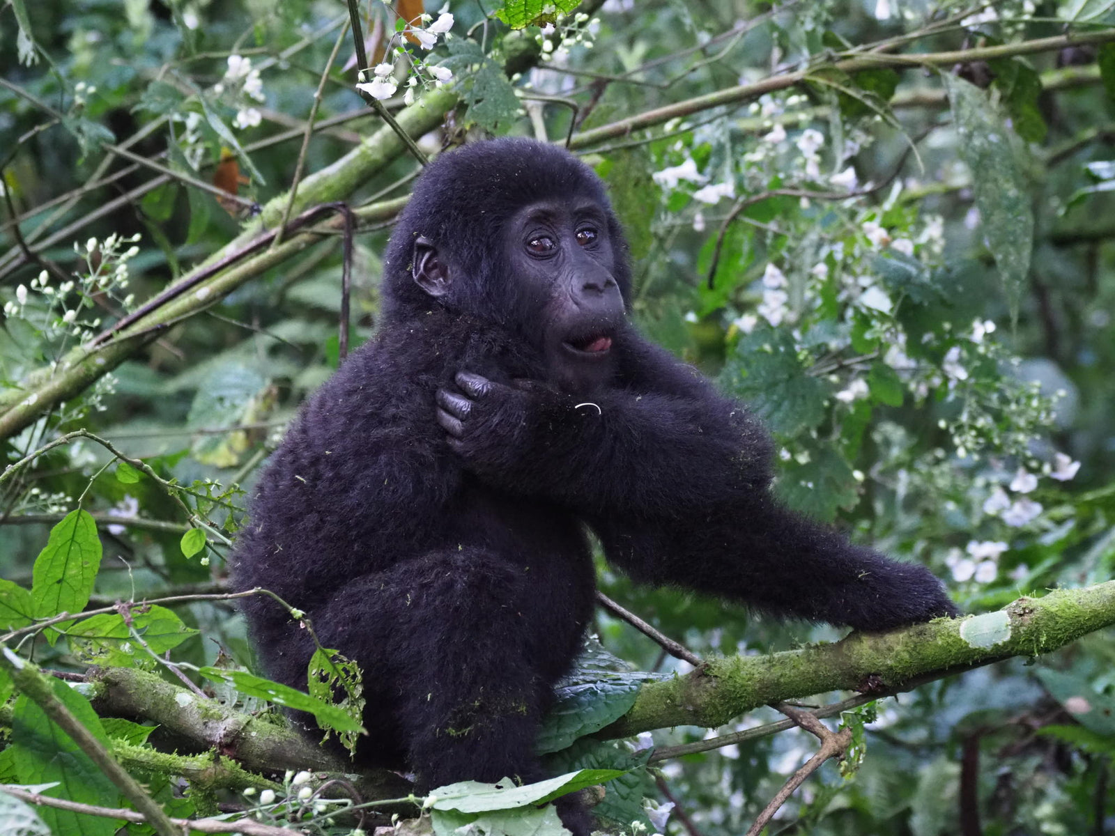 Gorilla Tracking