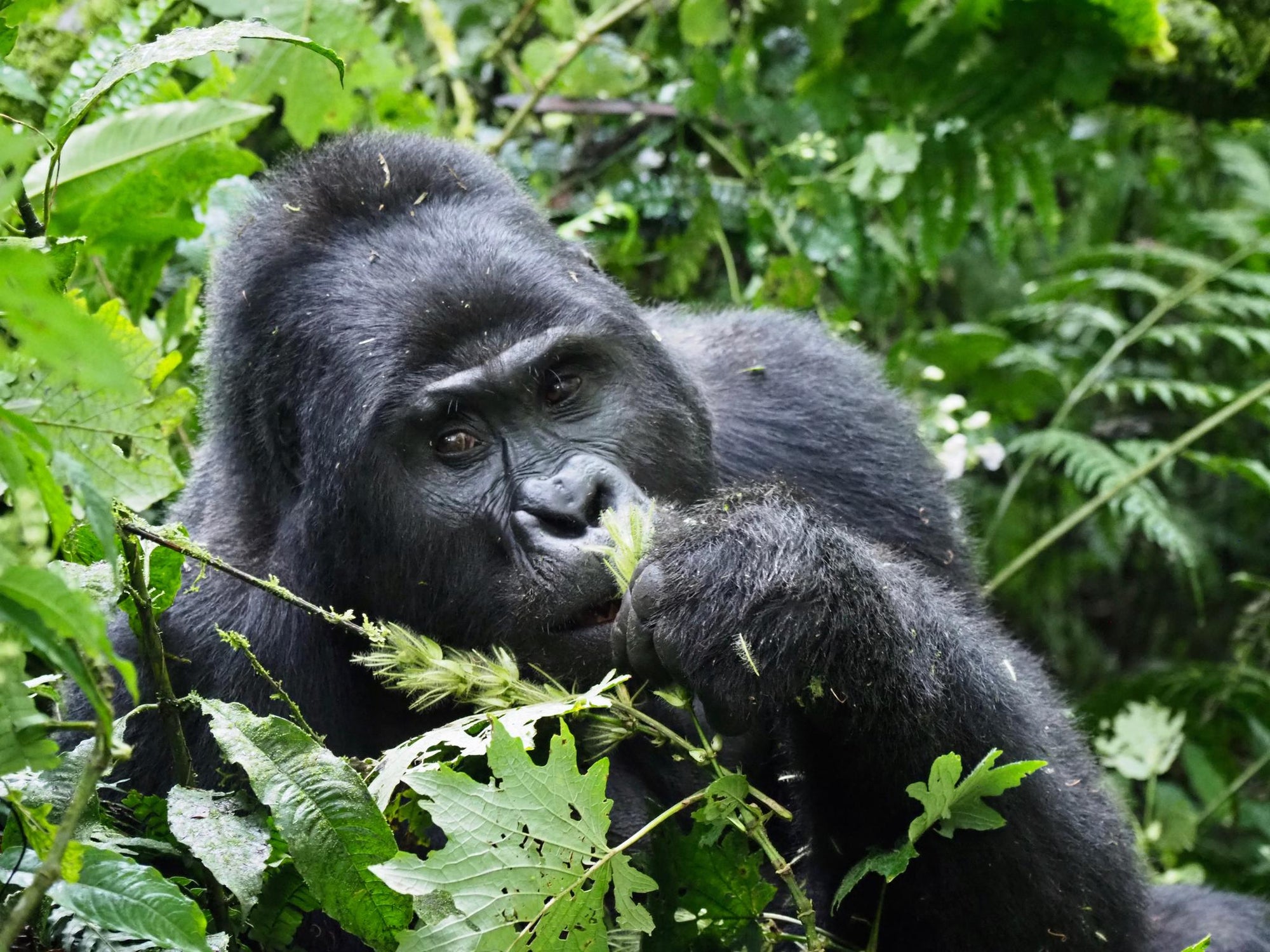 Gorilla Tracking gallery image 4