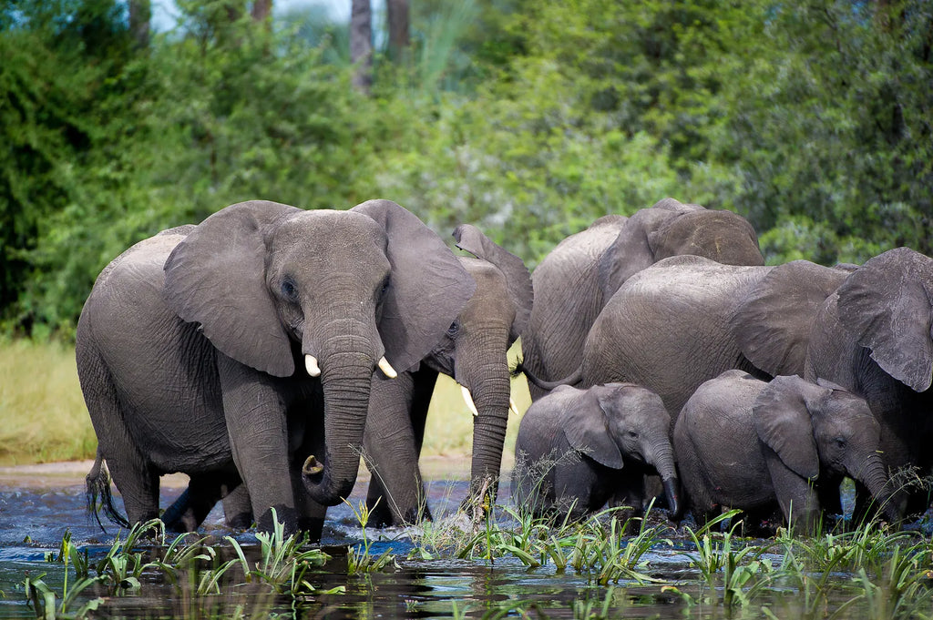 Wilderness Pelo at Pelo Camp, Okavango Delta, Botswana.