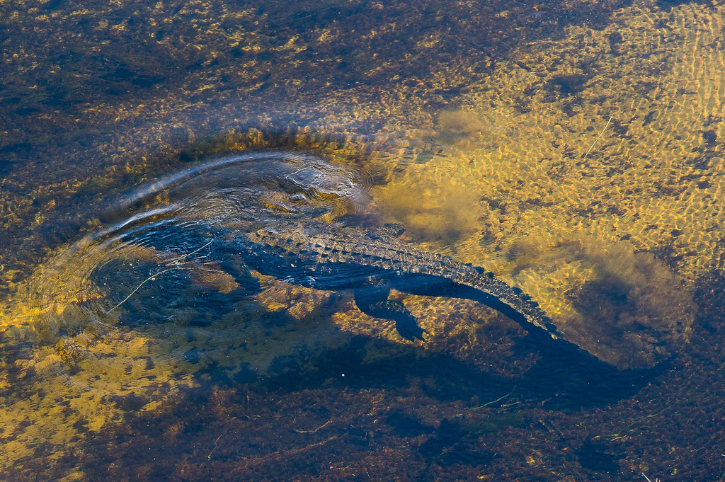 Wilderness Pelo at Pelo Camp, Okavango Delta, Botswana.