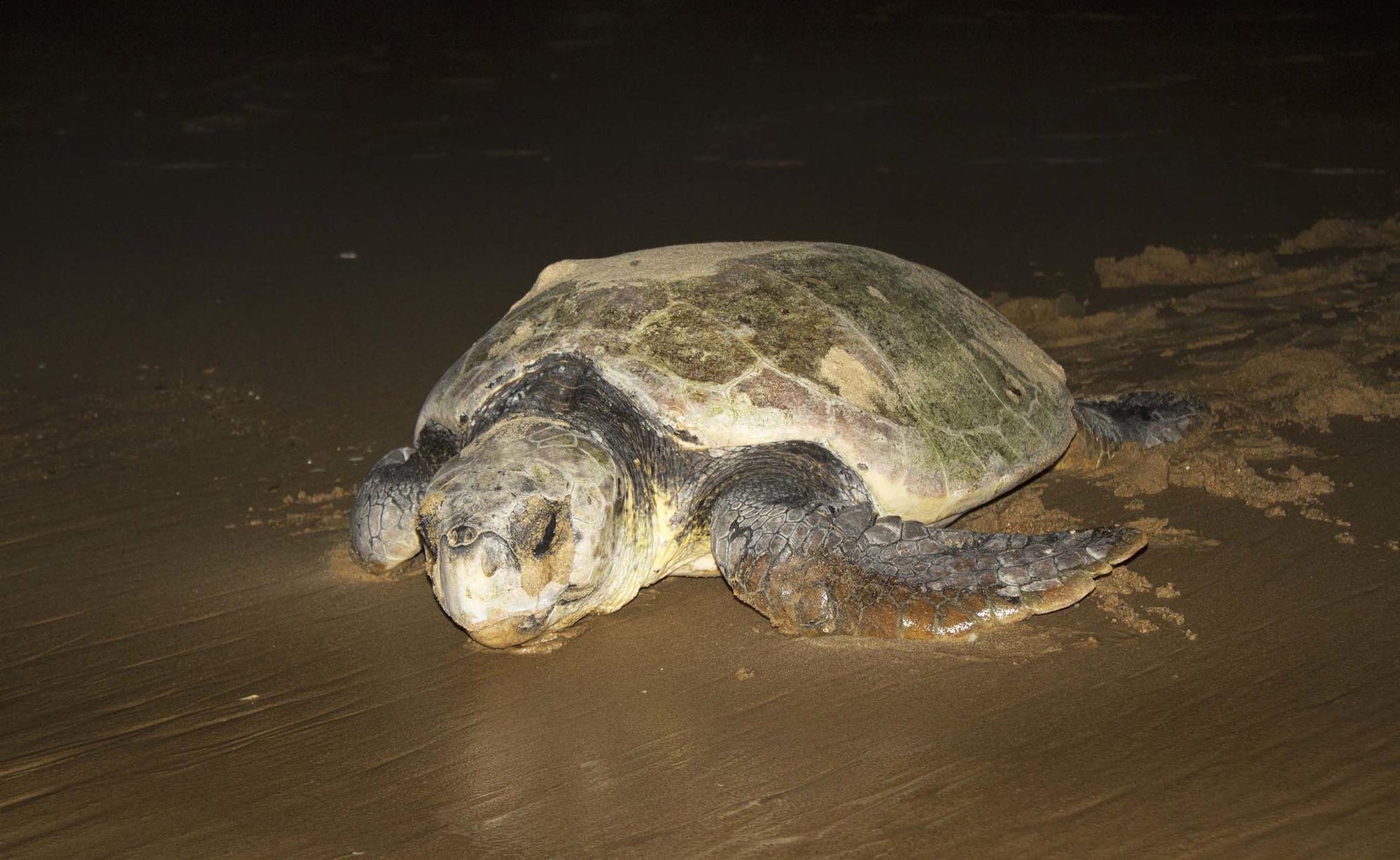 Turtle Nesting Adventure (Additional Cost) gallery image 1