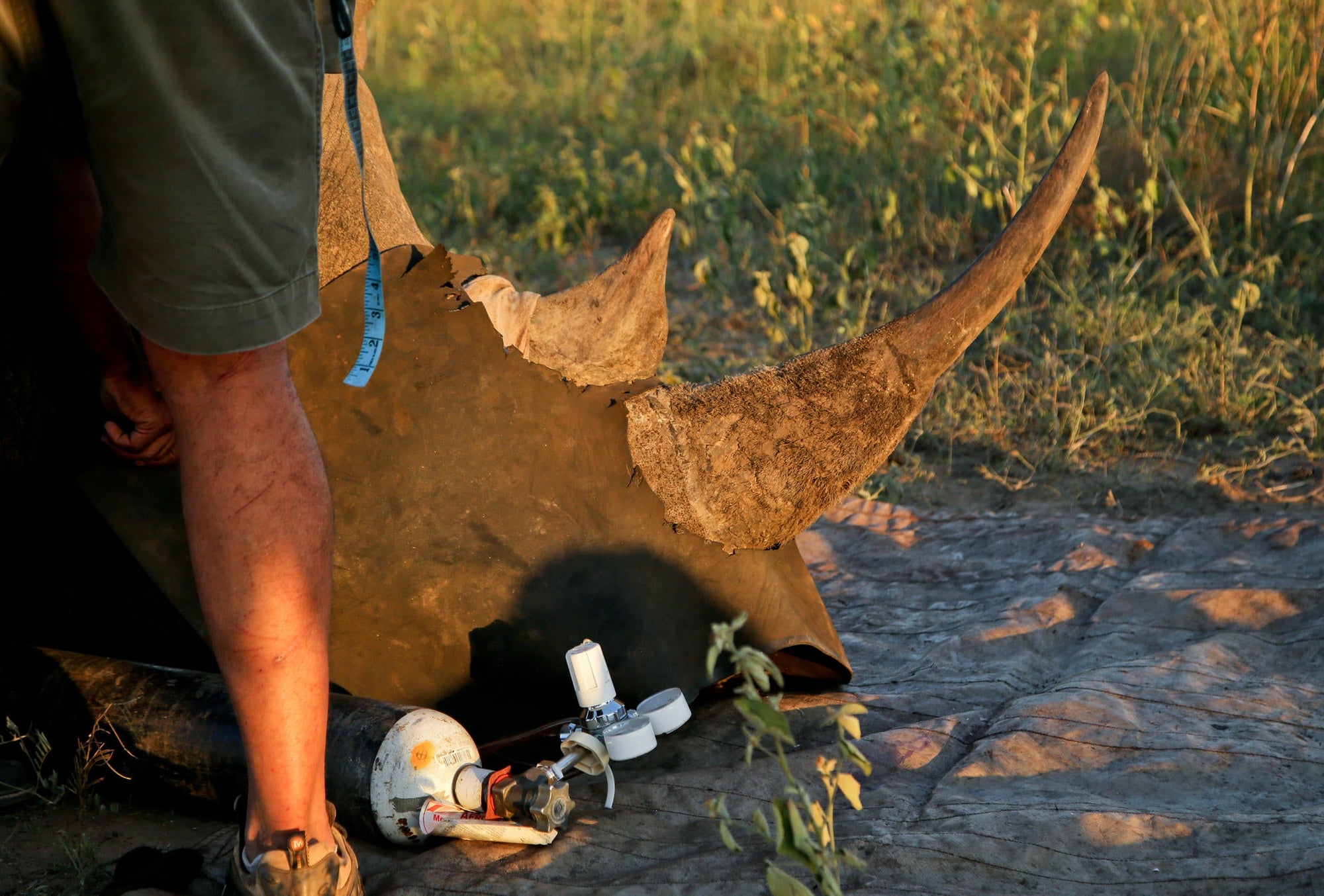 Rhino Notching (Additional Cost) gallery image 3