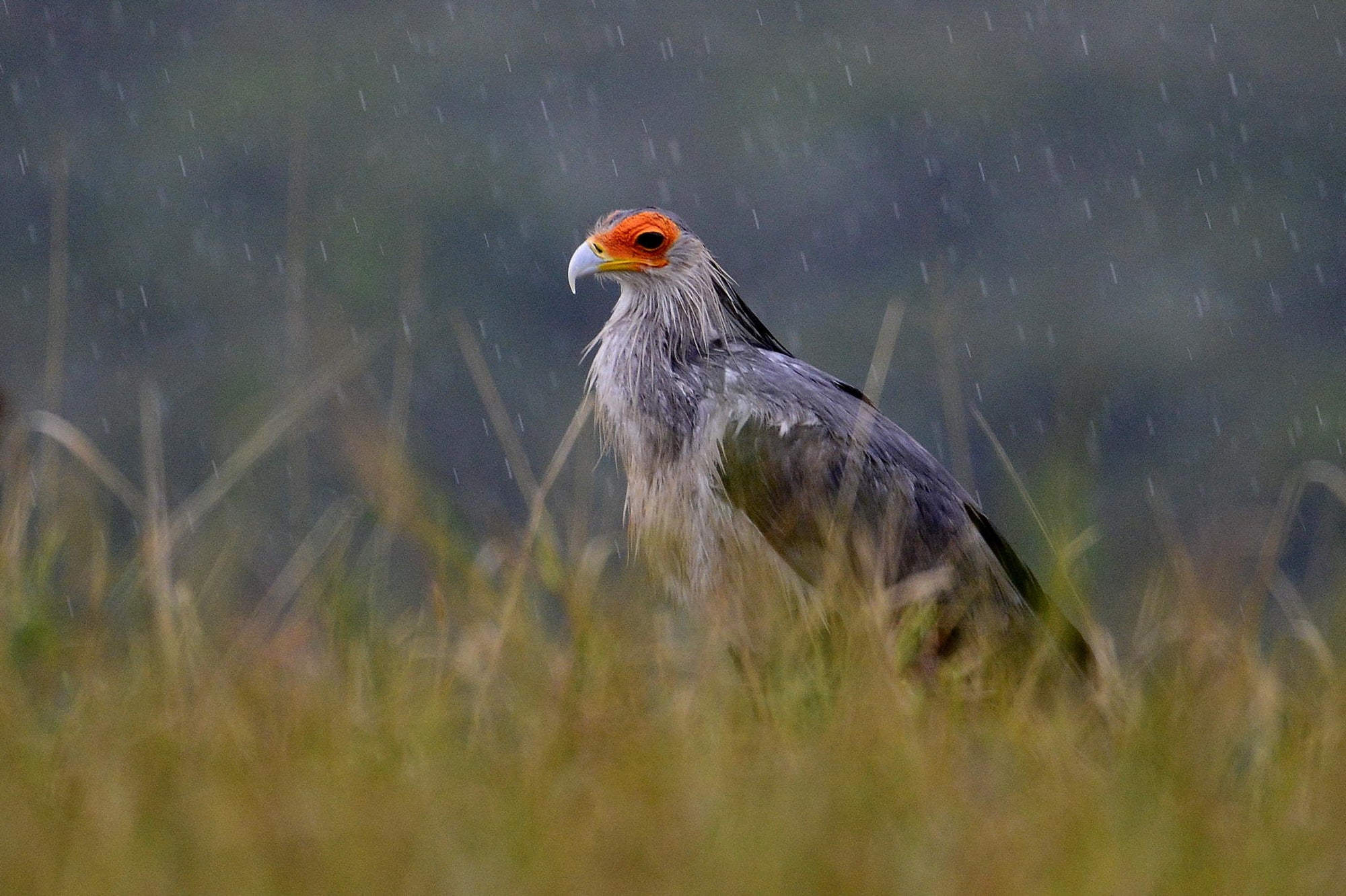 Birding gallery image 2