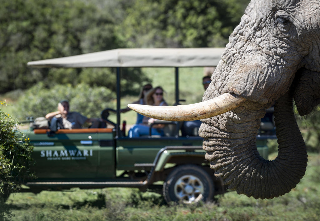 Game Drives gallery image 2