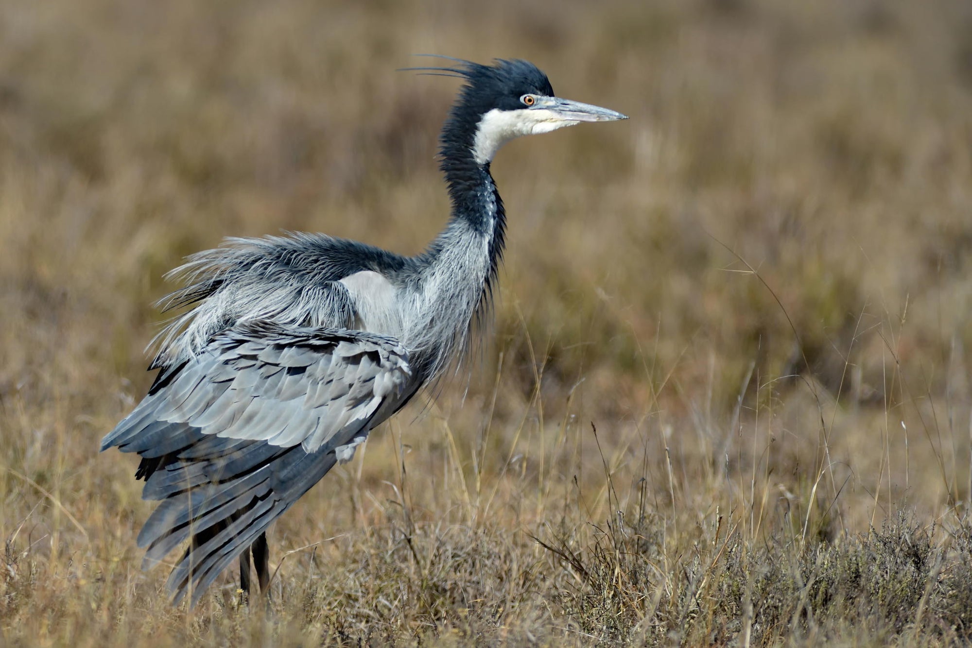 Birding gallery image 3