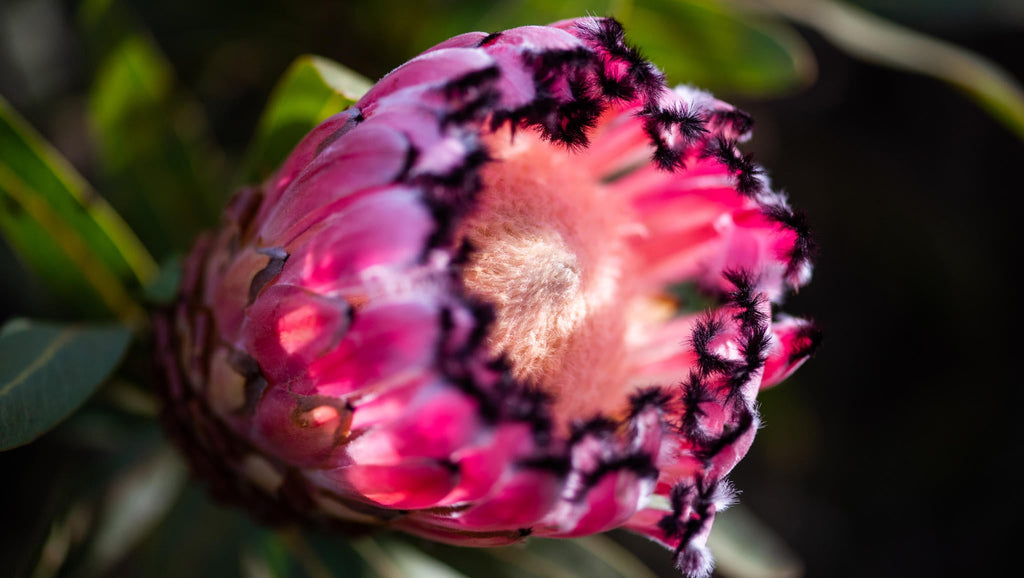 Guided Fynbos Bush Walks gallery image 7