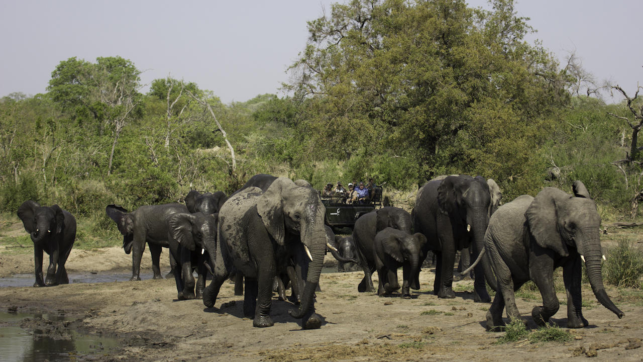 Game Drives gallery image 8