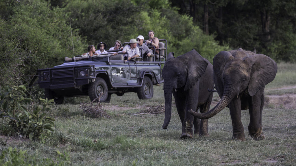 Game Drives gallery image 21