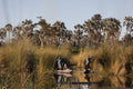 Wilderness Qorokwe – Mokoro Excursions *