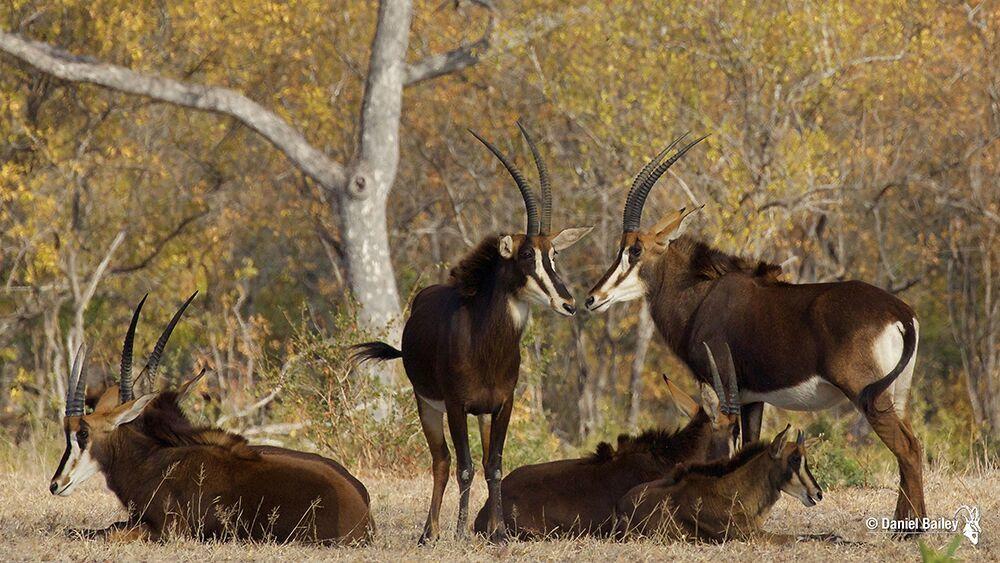 Game Drives gallery image 15