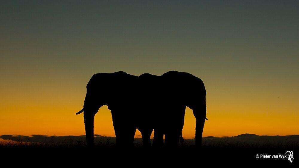 Game Drives gallery image 16
