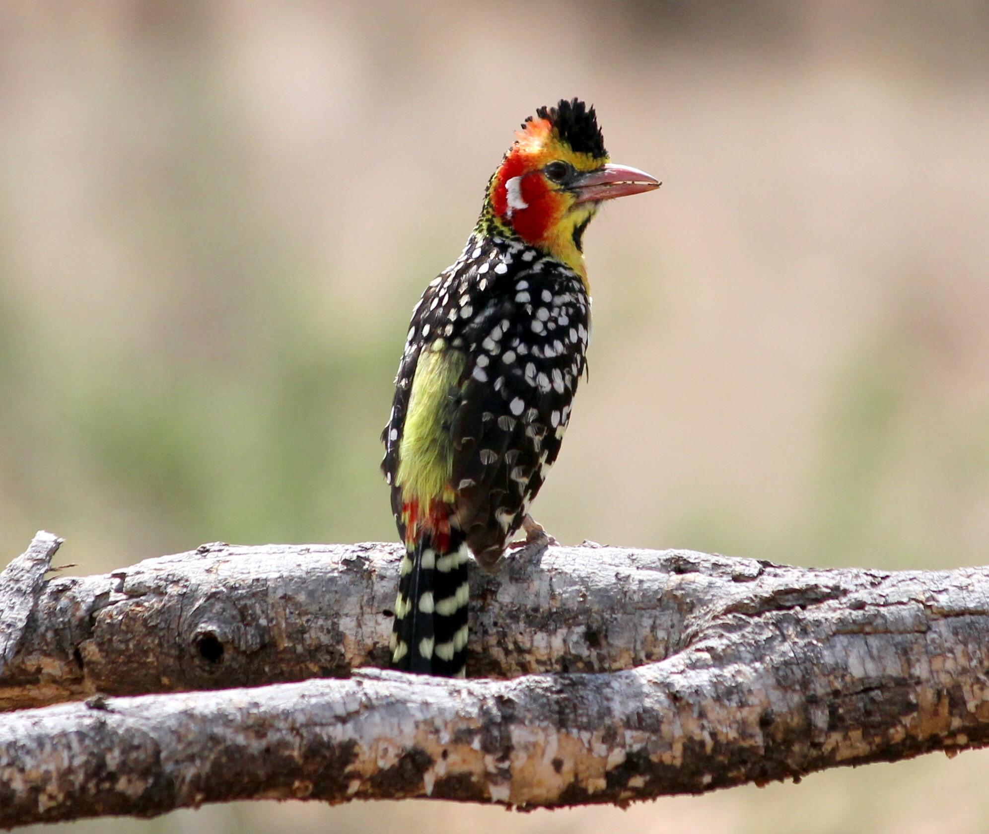 Birdwatching gallery image 3