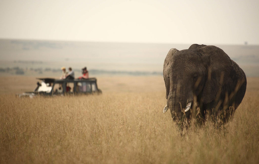 Game Drives gallery image 1