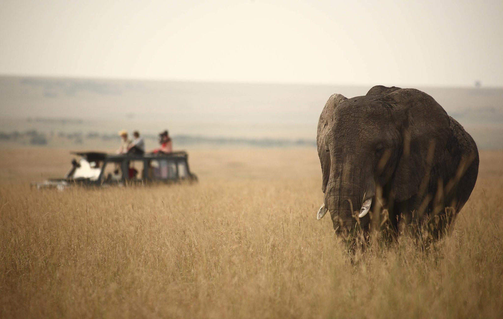 Game Drives