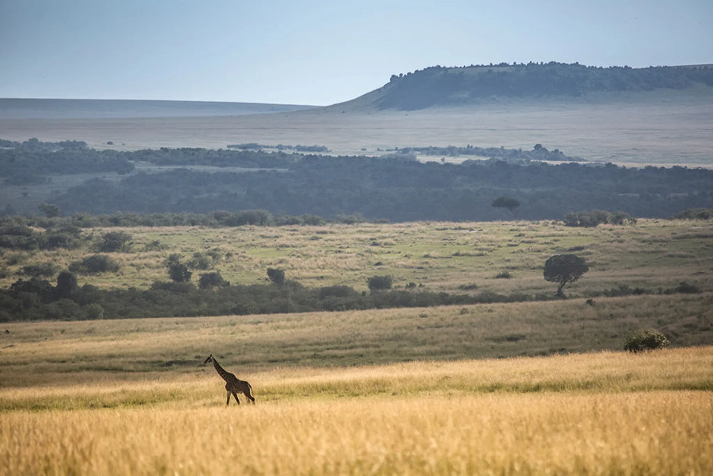 Rekero Camp - Masai Mara Landscape at Rekero, Masai Mara National Reserve, Kenya.