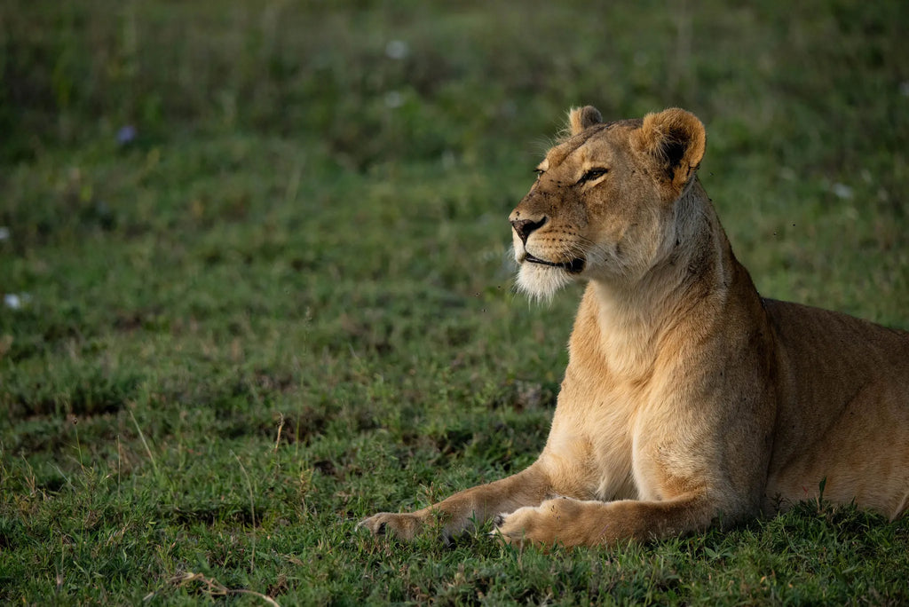 Asilia Africa - Namiri Plains Retreats - Lioness at Retreats at Namiri Plains, Eastern Serengeti.
