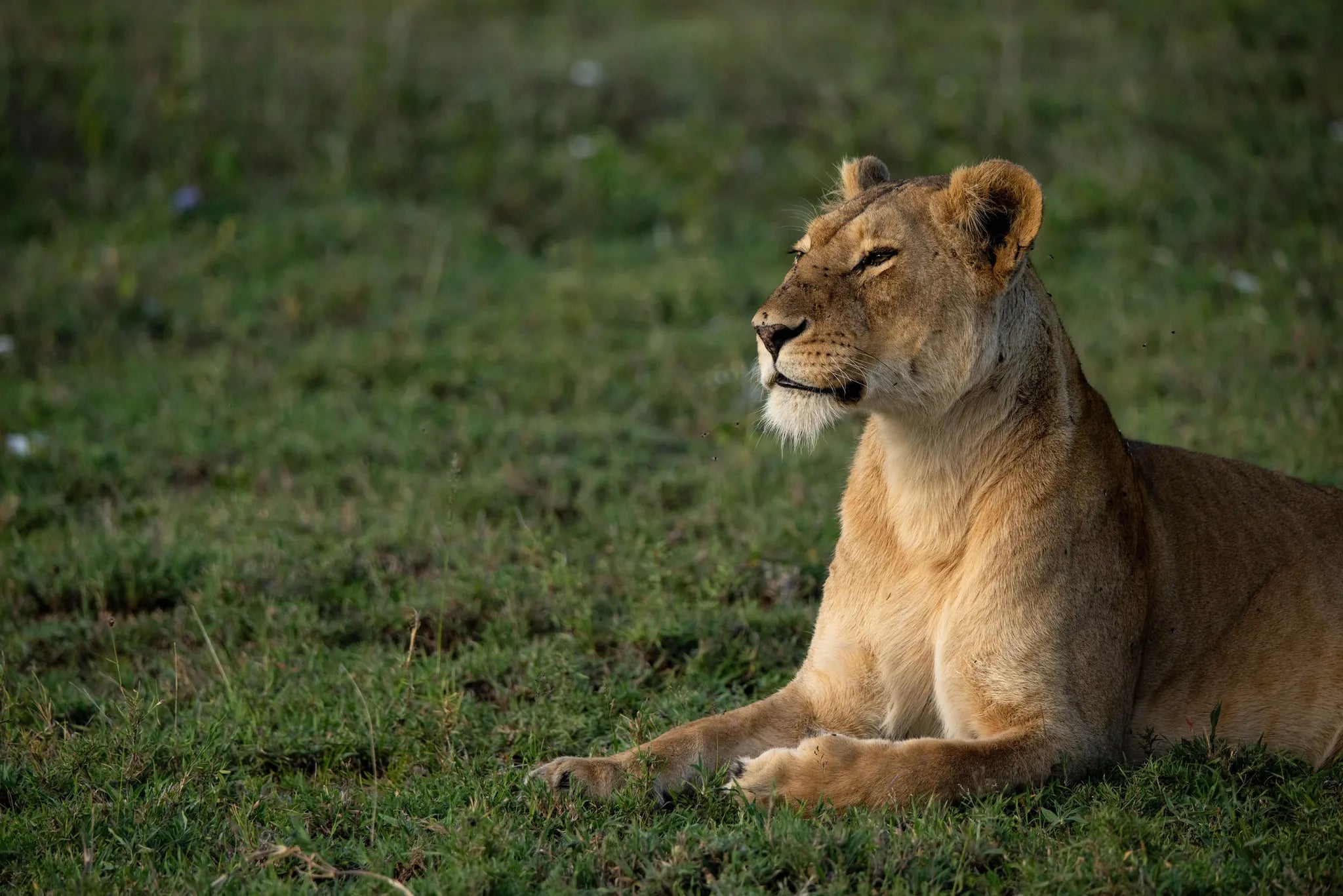Asilia Africa - Namiri Plains Retreats - Lioness at Retreats at Namiri Plains, Eastern Serengeti.