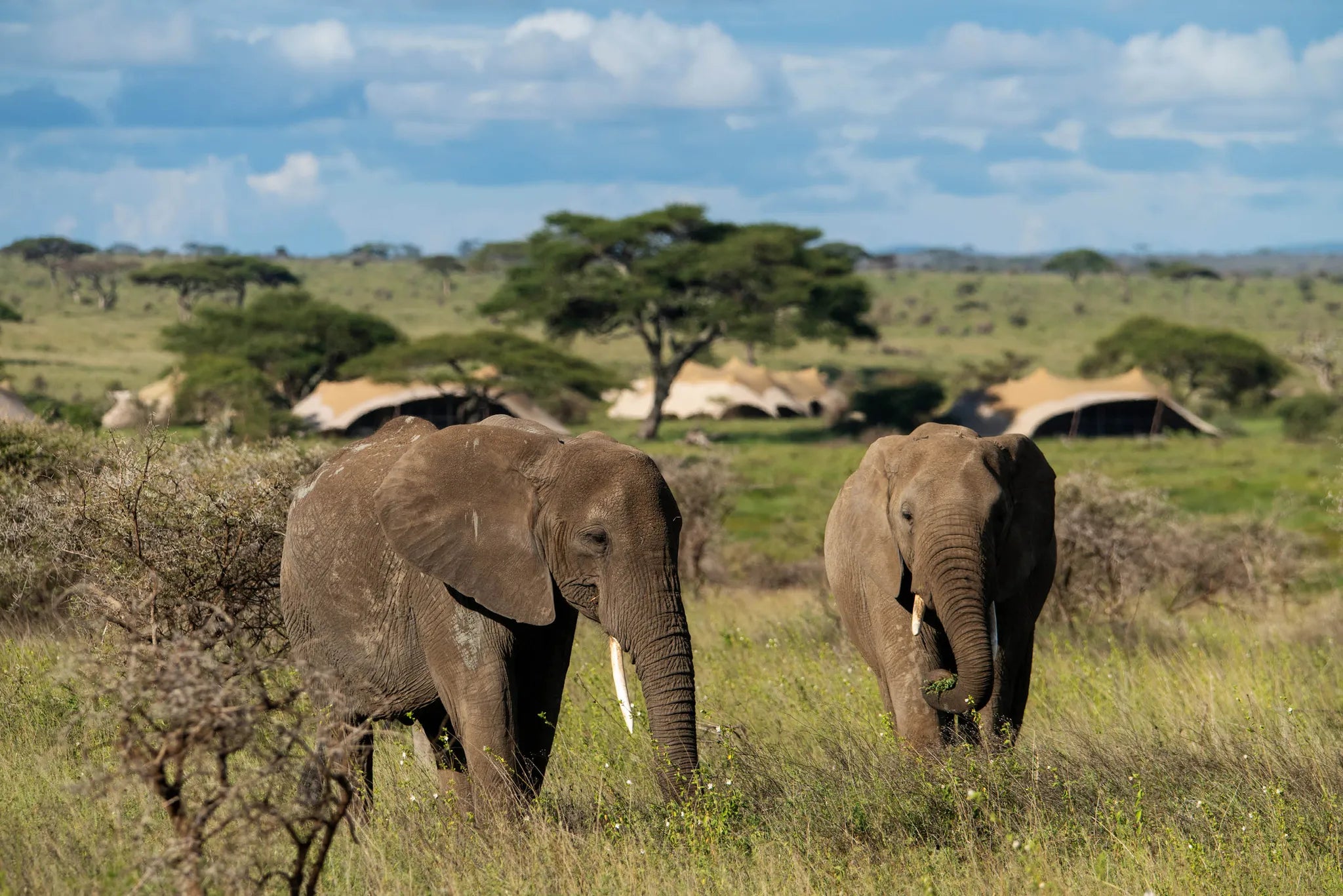 Asilia Africa - Namiri Plains Retreats - Elephants close to camp at Retreats at Namiri Plains, Eastern Serengeti.