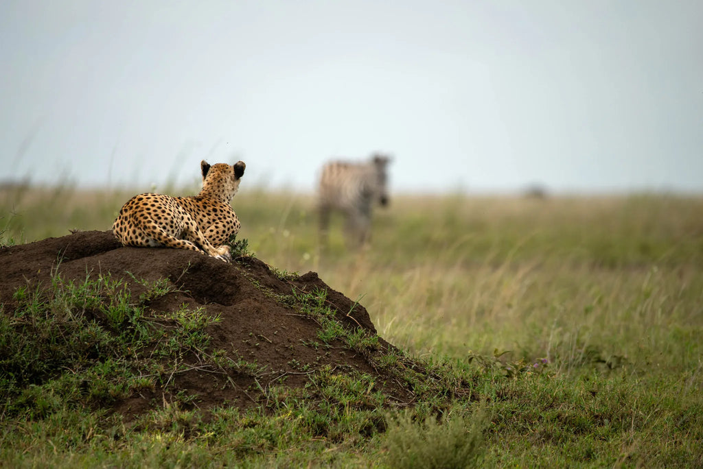 Asilia Africa - Namiri Plains Retreats - Cheetah at Retreats at Namiri Plains, Eastern Serengeti.