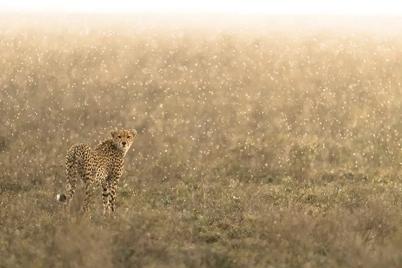 Asilia Africa - Namiri Plains Retreats - Cheetah at Retreats at Namiri Plains, Eastern Serengeti.