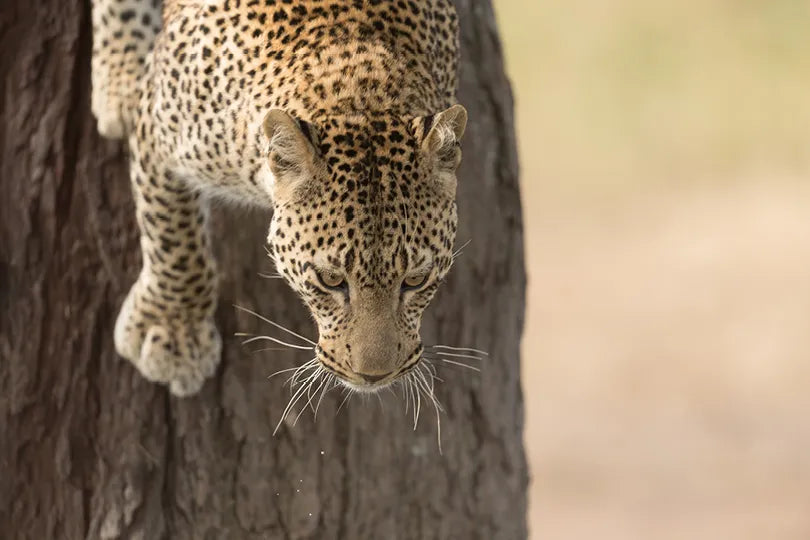 Asilia Africa - Namiri Plains Retreats - Leopard at Retreats at Namiri Plains, Eastern Serengeti.