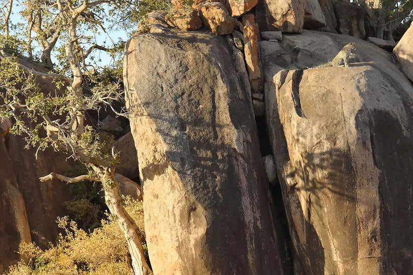 Asilia Africa - Namiri Plains Retreats - Leopard on koptjie at Retreats at Namiri Plains, Eastern Serengeti.