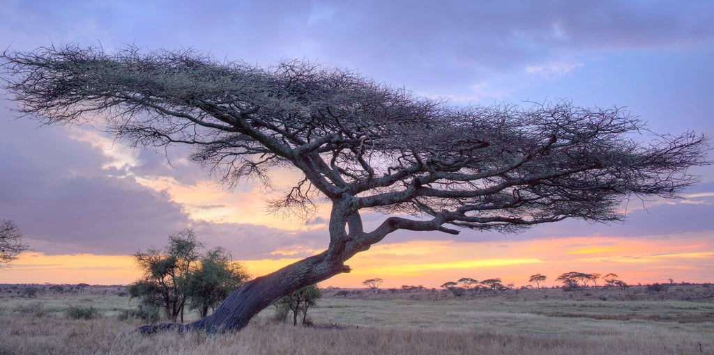 Asilia Africa - Namiri Plains Retreats - scenic view at Retreats at Namiri Plains, Eastern Serengeti.