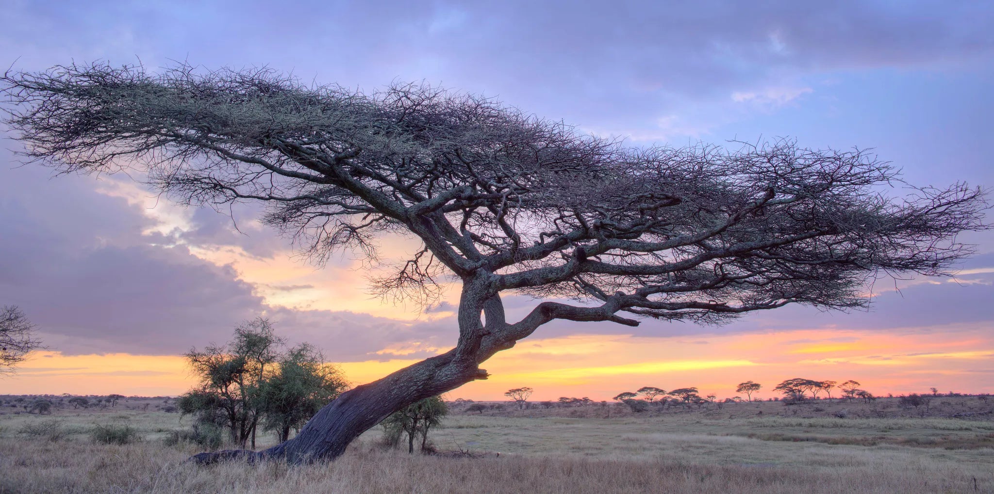 Asilia Africa - Namiri Plains Retreats - scenic view at Retreats at Namiri Plains, Eastern Serengeti.