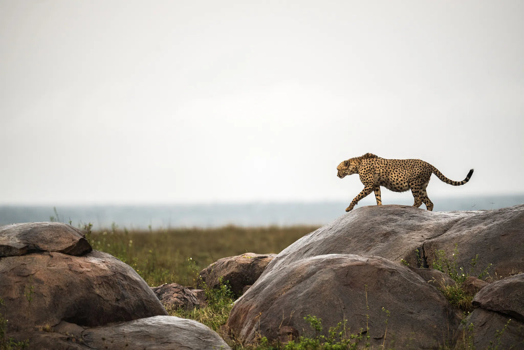 Asilia Africa - Namiri Plains Retreats - Cheetah at Retreats at Namiri Plains, Eastern Serengeti.