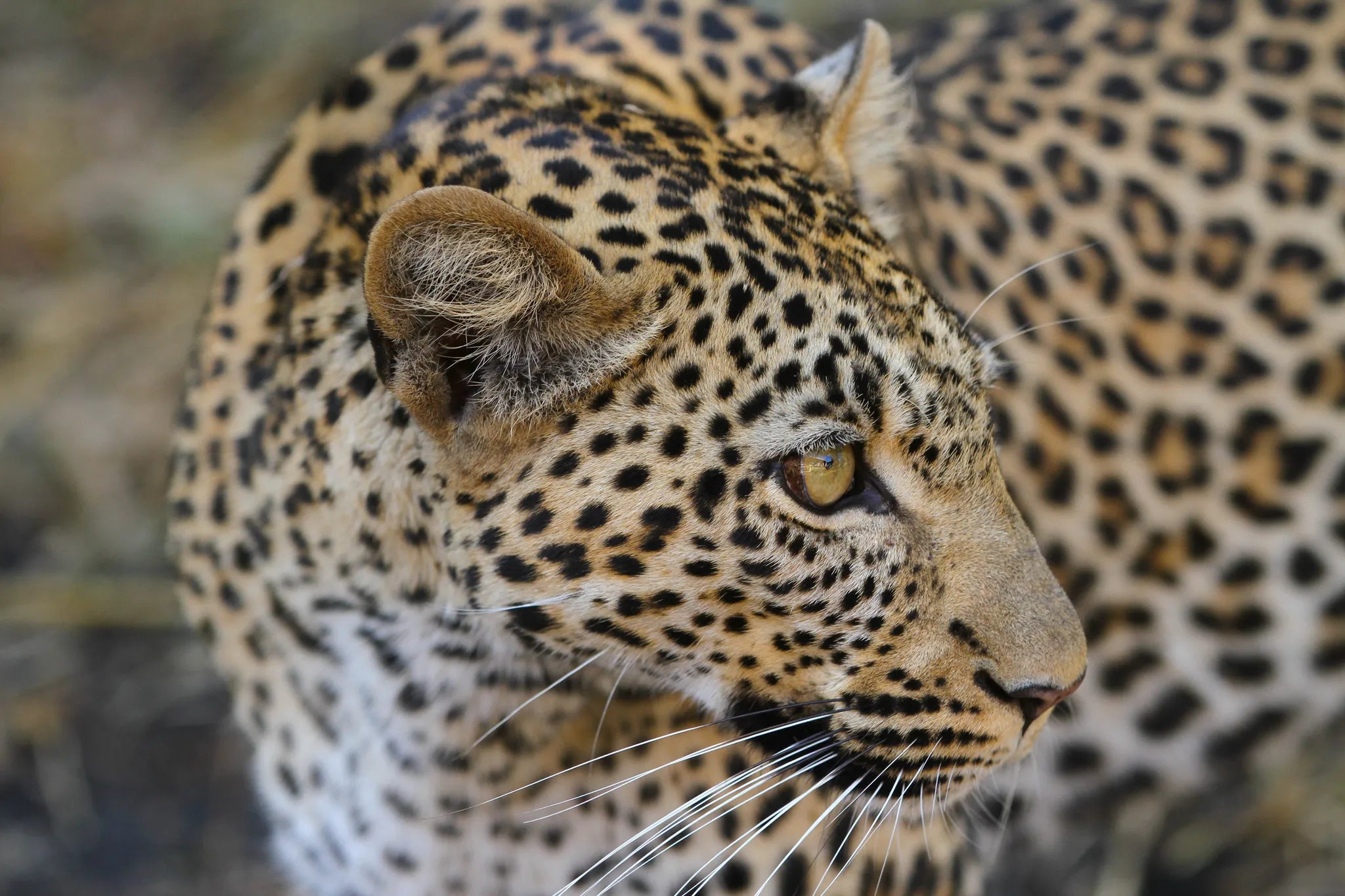 Asilia Africa - Namiri Plains Retreats - Leopard at Retreats at Namiri Plains, Eastern Serengeti.
