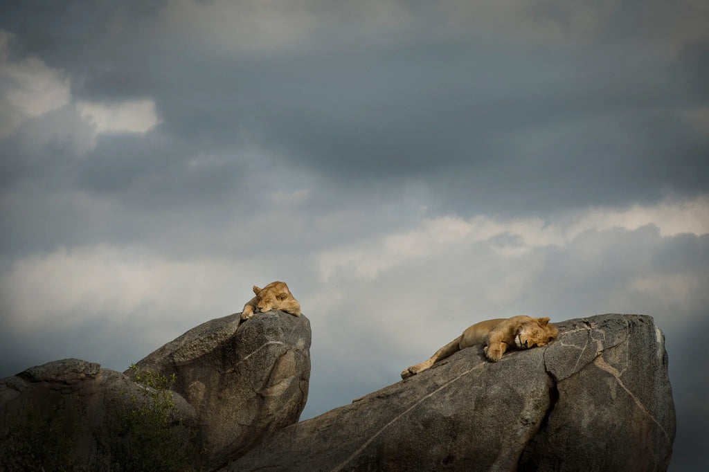 Asilia Africa - Namiri Plains Retreats - Lions of koptjie at Retreats at Namiri Plains, Eastern Serengeti.
