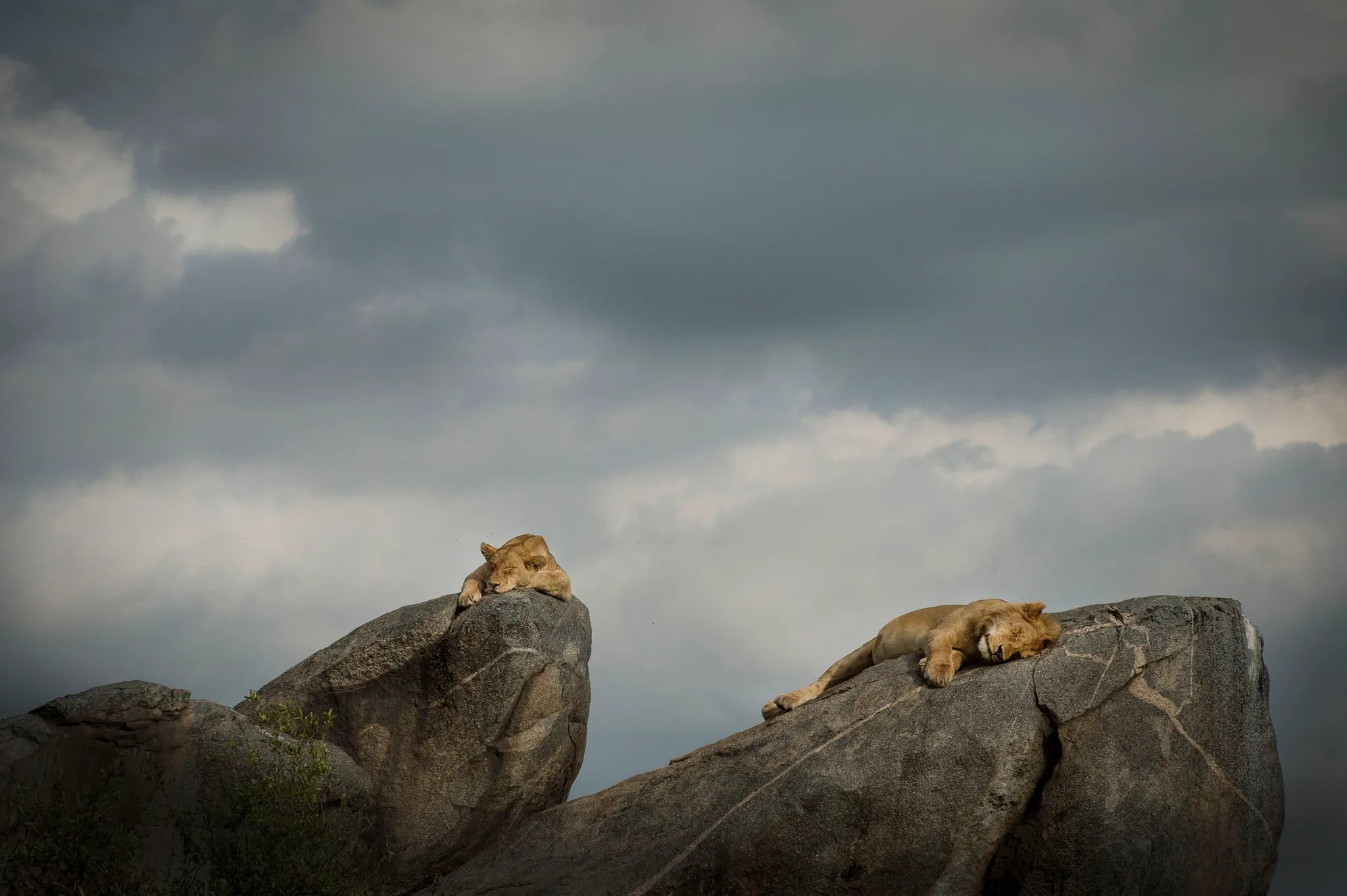 Asilia Africa - Namiri Plains Retreats - Lions of koptjie at Retreats at Namiri Plains, Eastern Serengeti.