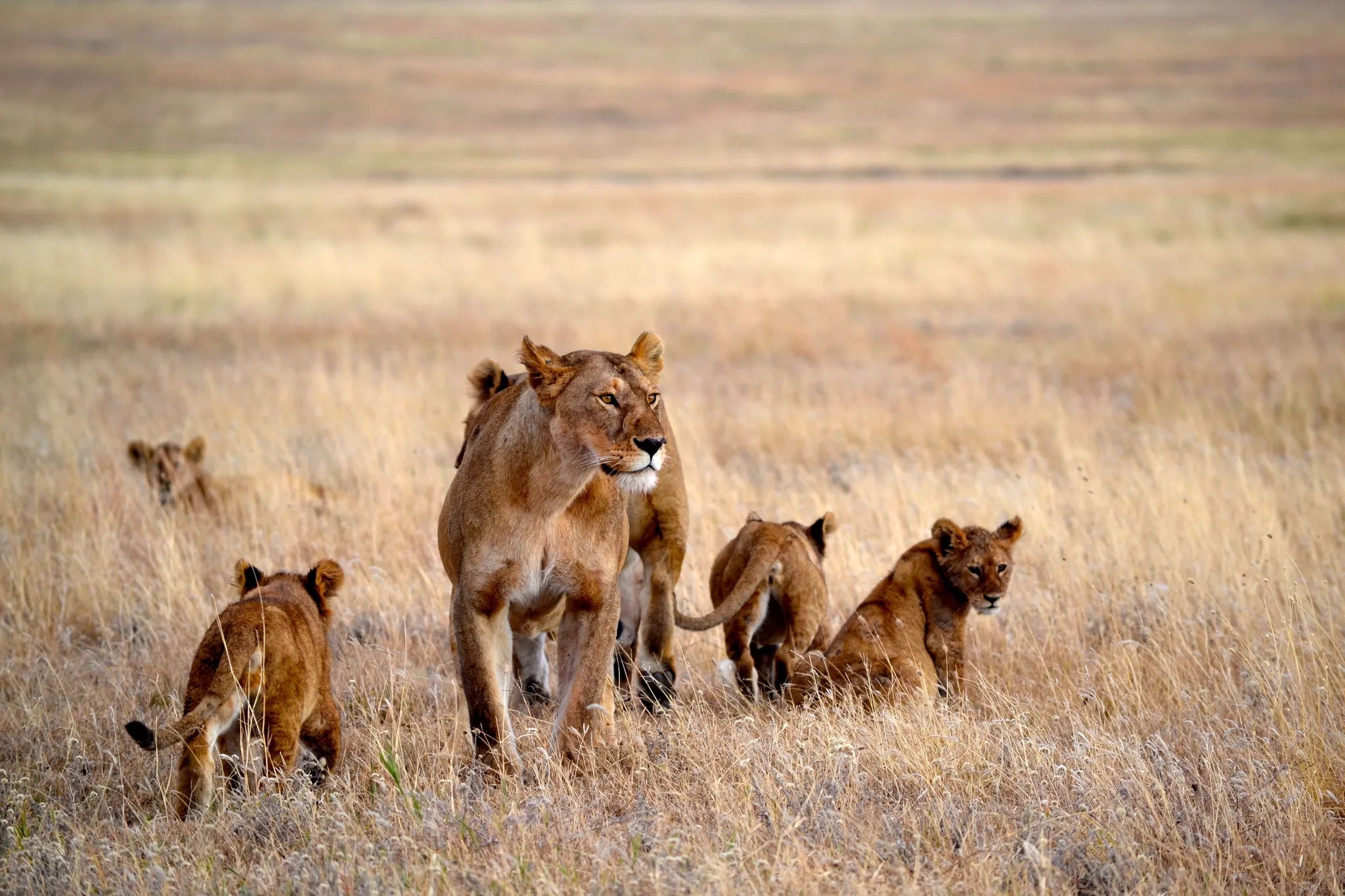 Asilia Africa - Namiri Plains Retreats - Pride of lions at Retreats at Namiri Plains, Eastern Serengeti.