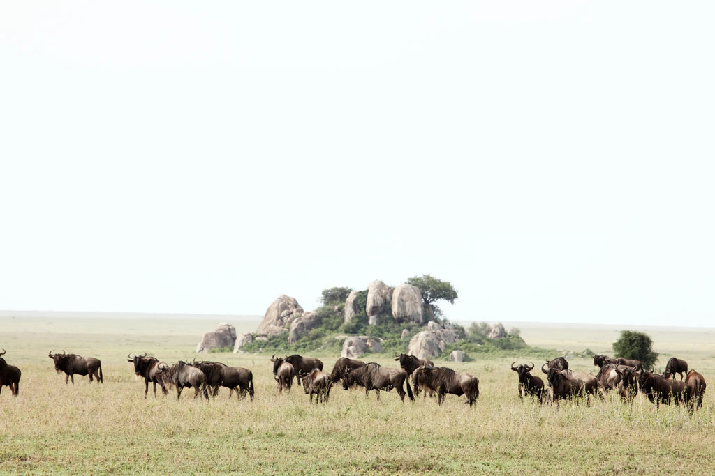 Asilia Africa - Namiri Plains Retreats - Herd of Wildebeest at Retreats at Namiri Plains, Eastern Serengeti.