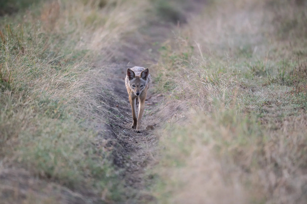 Asilia Africa - Sayari Retreat - bat-eared fox at Retreats at Sayari, Northern Serengeti, Tanzania.