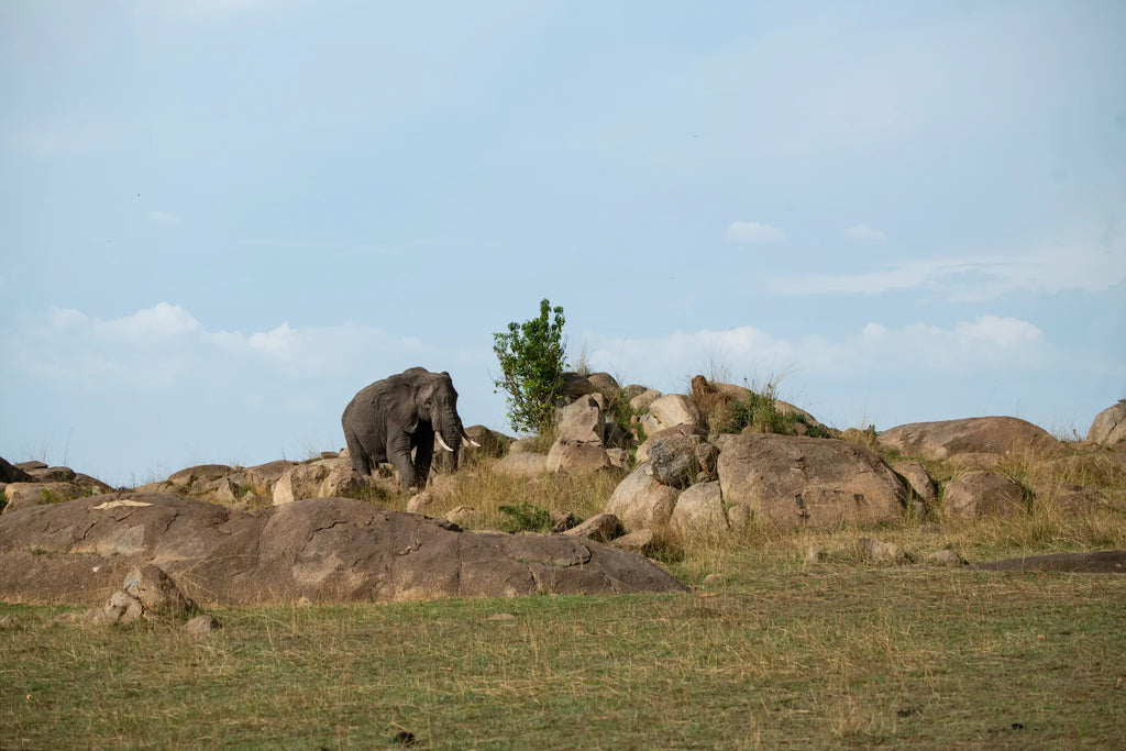 Asilia Africa - Sayari Retreat - Elephant at Retreats at Sayari, Northern Serengeti, Tanzania.