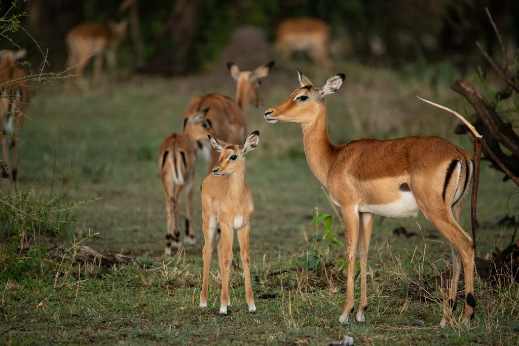 Asilia Africa - Sayari Retreat - Impala antelope at Retreats at Sayari, Northern Serengeti, Tanzania.