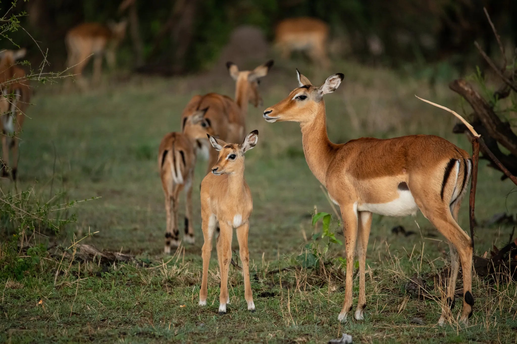 Asilia Africa - Sayari Retreat - Impala antelope at Retreats at Sayari, Northern Serengeti, Tanzania.