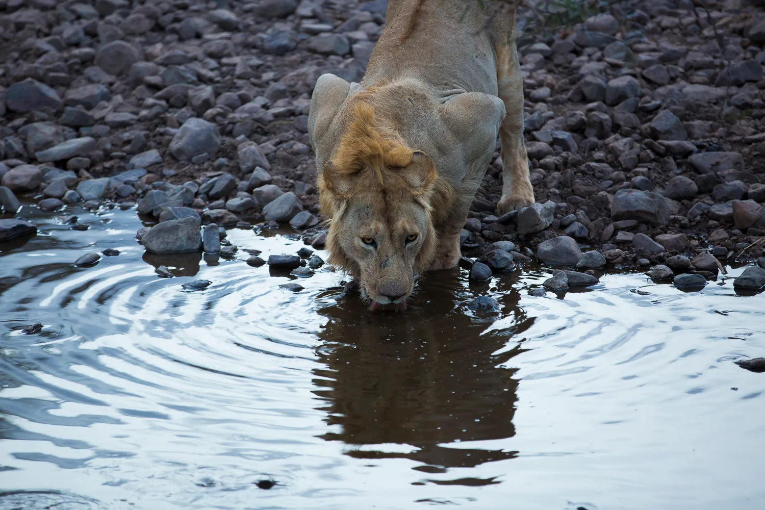 Asilia Africa - Sayari Retreat - Lion at Retreats at Sayari, Northern Serengeti, Tanzania.