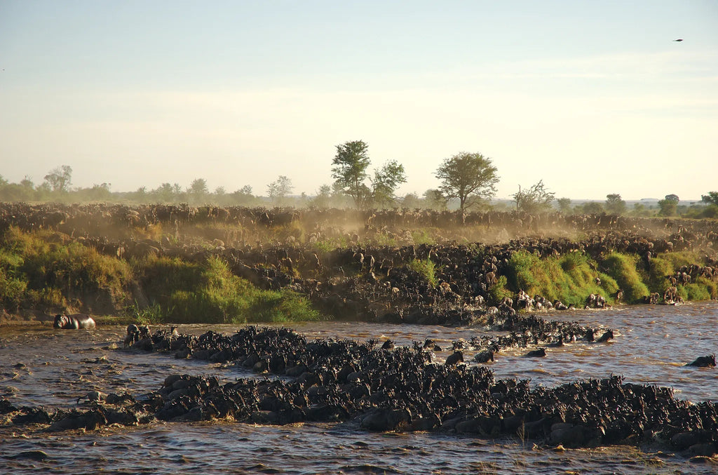 Asilia Africa - Sayari Retreat - The Great Migration at Retreats at Sayari, Northern Serengeti, Tanzania.